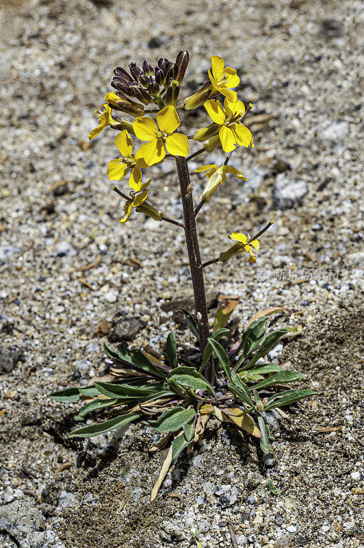 头状Erysimum capitatum是一种墙花，通常被称为沙丘墙花，西部墙花，或草原火箭。头状Erysimum capitatum变种头状。加州约塞米蒂国家公园。